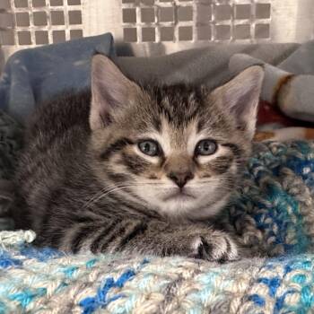 Twix -  Domestic Short Hair Cat for Adoption in Mount Vernon, Indiana - Twix | PetCurious