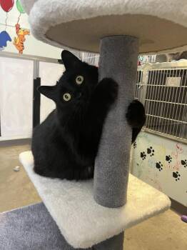 Domestic Long Hair Cats Available for Adoption - Lady | PetCurious