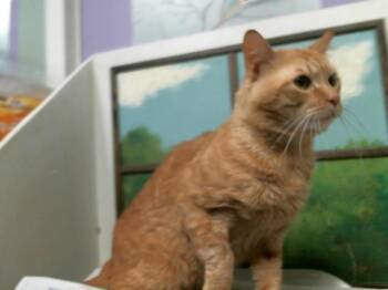 Domestic Short Hair Cats Available for Adoption in Houston, Texas - ODIE | PetCurious