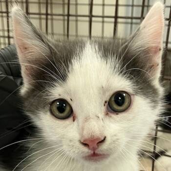 Rescue Domestic Short Hair Cats for Adoption in Las Cruces, New Mexico - Freddy | PetCurious