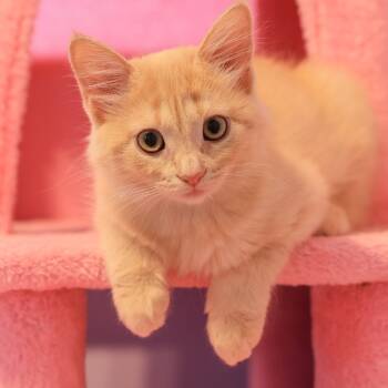Rescue Domestic Short Hair Cats for Adoption in Los Angeles, California - Caramel | PetCurious