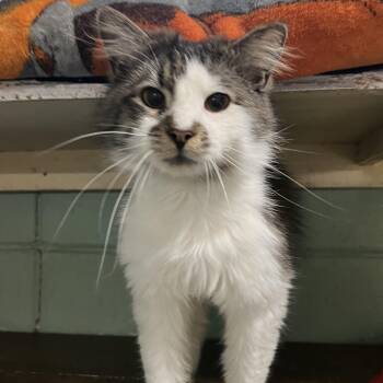 Jaxon -  Domestic Medium Hair Cat Available for Adoption in Spencer, Iowa - Jaxon | PetCurious