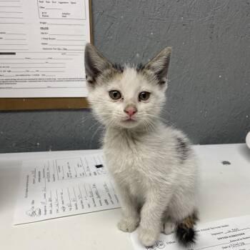Domestic Short Hair Cats Available for Adoption in Houston, Texas - Presley | PetCurious