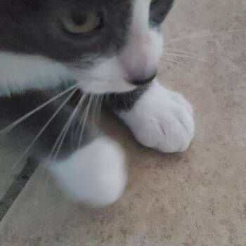 Aslan -  Domestic Short Hair Cat for Adoption in Eureka, California - Aslan | PetCurious