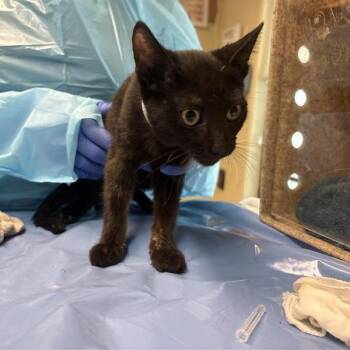 Sugar -  Domestic Short Hair Cat for Adoption in Pasadena, California - Sugar | PetCurious