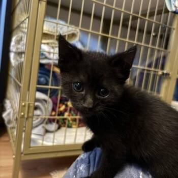 Wadsworth -  Domestic Short Hair Cat for Adoption in Beaverton, Oregon - Wadsworth | PetCurious