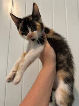 Polly -  Domestic Short Hair Cat for Adoption in Warrenville, South Carolina - Polly | PetCurious