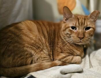 Rescue Domestic Short Hair Cats for Adoption in Liverpool, Texas - Shrimp | PetCurious