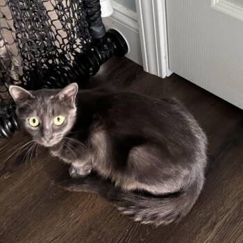 Sweetie Pie -  Domestic Medium Hair Cat for Adoption in Oak Ridge, Tennessee - Sweetie Pie | PetCurious