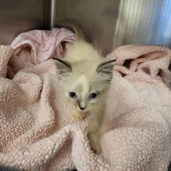 Q-Tip -  Domestic Short Hair Cat for Adoption in Lake Panasoffkee, Florida - Q-Tip | PetCurious