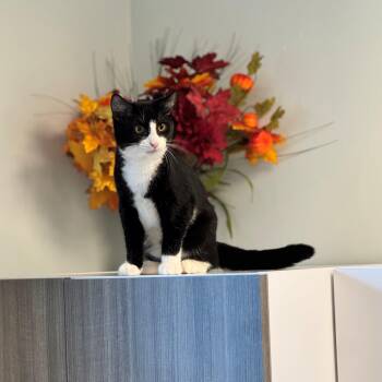 Oreo -  Domestic Short Hair Cat for Adoption in Syosset, New York - Oreo | PetCurious