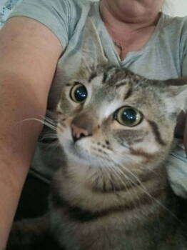 Rescue Domestic Short Hair Cats for Adoption in Thatcher, Arizona - Mr Beefy | PetCurious