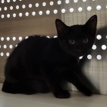 Sirius -  Domestic Short Hair Cat for Adoption in Lake Panasoffkee, Florida - Sirius | PetCurious