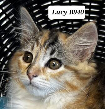 Domestic Long Hair Cats Available for Adoption in Morganton, North Carolina - Lucy | PetCurious