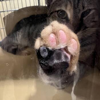 Rescue British Shorthair Cats for Adoption in Charlotte, North Carolina - Stormy | PetCurious