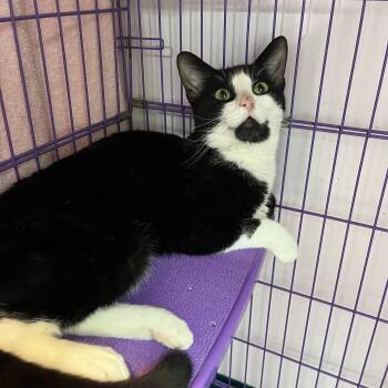 Domestic Short Hair Cats Available for Adoption in Salisbury, Massachusetts - Paolo | PetCurious
