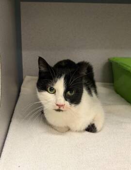 Domestic Short Hair Cats Available for Adoption in Liverpool, New York - Clover | PetCurious
