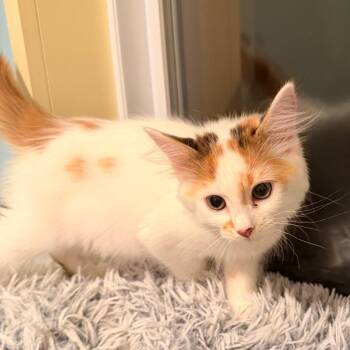 Fluttershy -  Domestic Long Hair Cat for Adoption in Mebane, North Carolina - Fluttershy | PetCurious