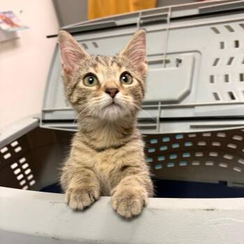FernGully -  Domestic Medium Hair Cat for Adoption in Charleston, West Virginia - FernGully | PetCurious