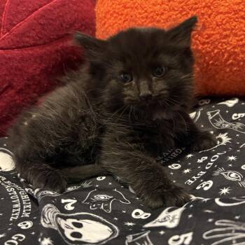 Cheese Curd -  Domestic Short Hair Cat for Adoption in Delaware, Ohio - Cheese Curd | PetCurious