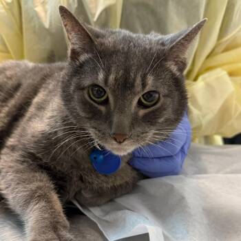Domestic Short Hair Cats Available for Adoption in Salt Lake City, Utah - Paulie | PetCurious