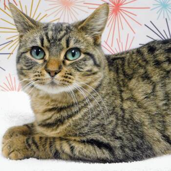Domestic Short Hair Cats Available for Adoption in Canton, Illinois - Winona | PetCurious