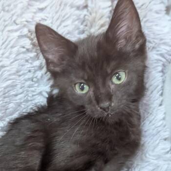 Draw 4 (red collar) -  Domestic Short Hair Cat for Adoption in Portage, Michigan - Draw 4 (red Collar) | PetCurious