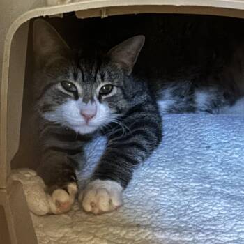 Rescue Domestic Short Hair Cats for Adoption in Ben Avon, Pennsylvania - Pretzel | PetCurious