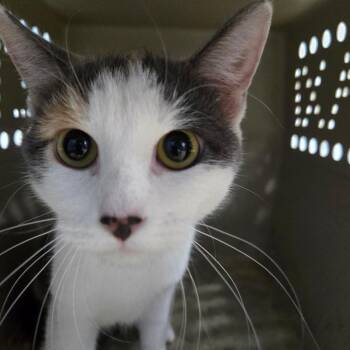 Lacey -  Domestic Short Hair Cat for Adoption in Newark, New Jersey - Lacey | PetCurious