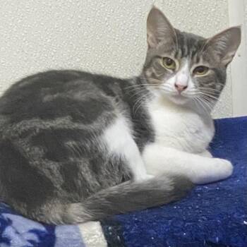 Domestic Short Hair Cats Available for Adoption in Stanwood, Washington - Gambit | PetCurious
