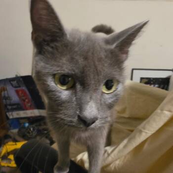 Blue -  Domestic Short Hair Cat for Adoption in Melrose, Florida - Blue | PetCurious