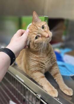 Beefaroni -  Domestic Short Hair Cat for Adoption in Westland, Michigan - Beefaroni | PetCurious