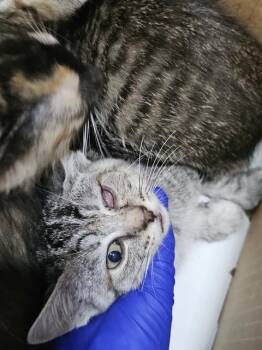 LATTE -  Domestic Short Hair Cat Available for Adoption in Dallas, Texas - LATTE | PetCurious