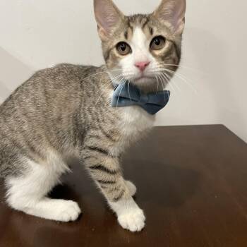Turnip -  Domestic Short Hair Cat for Adoption - Turnip | PetCurious