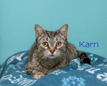 Karri -  Domestic Short Hair Cat for Adoption in Parma, Ohio - Karri | PetCurious