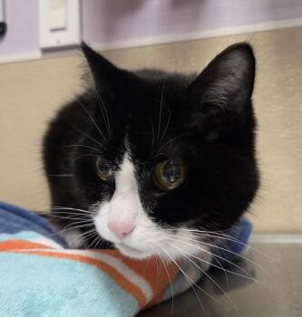 Appia -  Domestic Short Hair Cat for Adoption in Vancouver, Washington - Appia | PetCurious