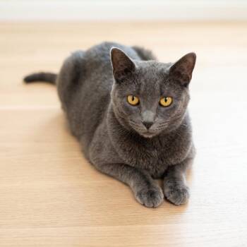 Christian Gray -  Domestic Short Hair Cat for Adoption in Springfield, Ohio - Christian Gray | PetCurious