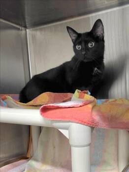 Domestic Short Hair Cats Available for Adoption in Derwood, Maryland - BROOKIE | PetCurious