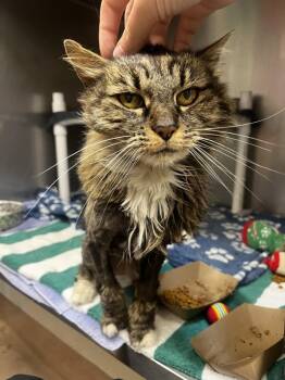 Rita -  Domestic Long Hair Cat for Adoption in Santa Rosa, California - Rita | PetCurious