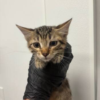 Rescue Domestic Short Hair Cats for Adoption in Abilene, Texas - Ophelia | PetCurious