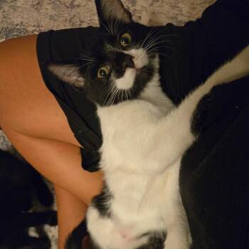 Duke -  Domestic Short Hair Cat for Adoption in Titusville, Florida - Duke | PetCurious