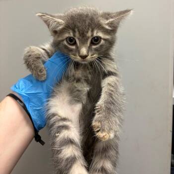 Tatertot Casserole -  Domestic Short Hair Cat for Adoption in Columbiana, Alabama - Tatertot Casserole | PetCurious