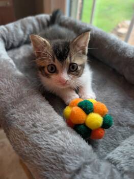 ELI -  Tabby Cat for Adoption in Elgin, South Carolina - ELI | PetCurious