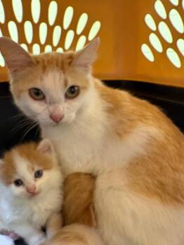 Domestic Short Hair Cats Available for Adoption in Crossville, Tennessee - Mango | PetCurious