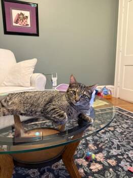 Domestic Short Hair Cats Available for Adoption in Grand Forks, North Dakota - BEA | PetCurious