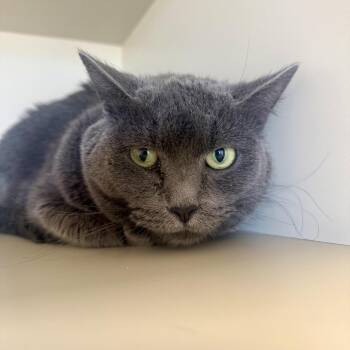 Noal -  Domestic Short Hair Cat Available for Adoption in Cody, Wyoming - Noal | PetCurious