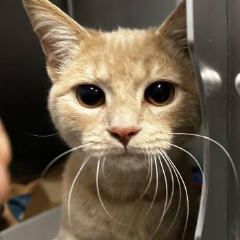 Hallow (& Harvest) -  Domestic Short Hair Cat for Adoption in Oak Brook, Illinois - Hallow (& Harvest) | PetCurious