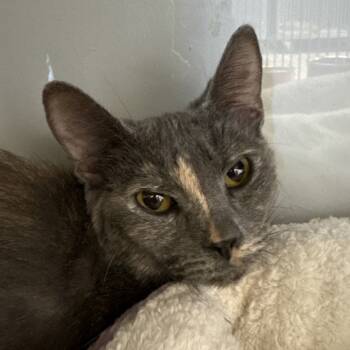 Rescue Domestic Short Hair Cats for Adoption in Ridgely, Maryland - Martini | PetCurious