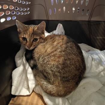 Alana -  Domestic Short Hair Cat for Adoption in Lynchburg, Virginia - Alana | PetCurious