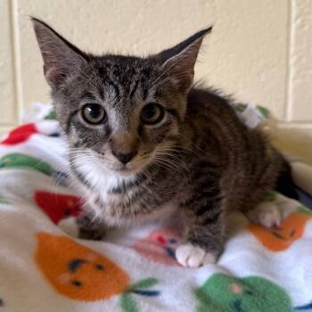 Stitch -  Domestic Short Hair Cat for Adoption - Stitch | PetCurious